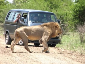 Leão no Parque Nacional Kruger