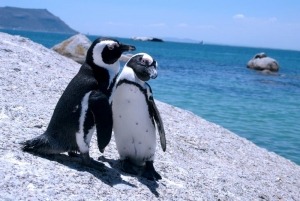 Pinguins na Boulder Beach na Cidade de Cabo