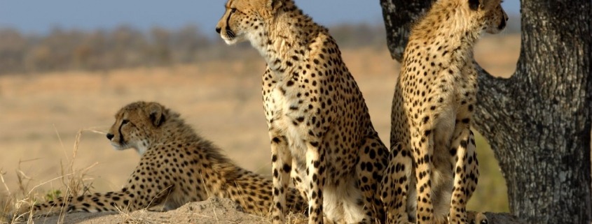 Família de Chitas no Sabie Sand Game Reserve (By James Temple)