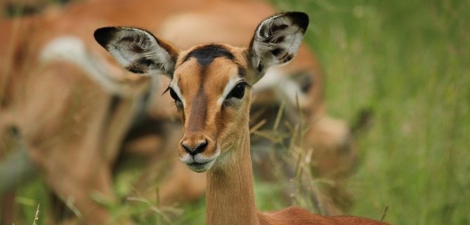 Impalas