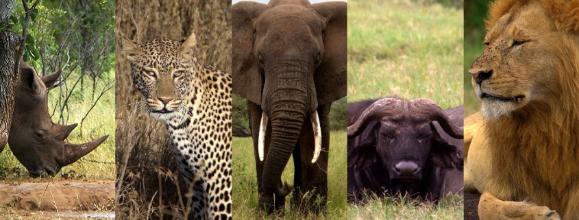 Os Big Five - Rinoceronte, Leopardo, Elefante, Búfalo e Leão