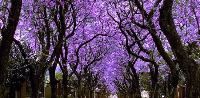 Rua com Jacarandás em Johanesburgo