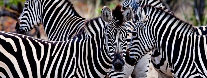 Zebras no Parque Nacional Kruger (foto Shutterstock)